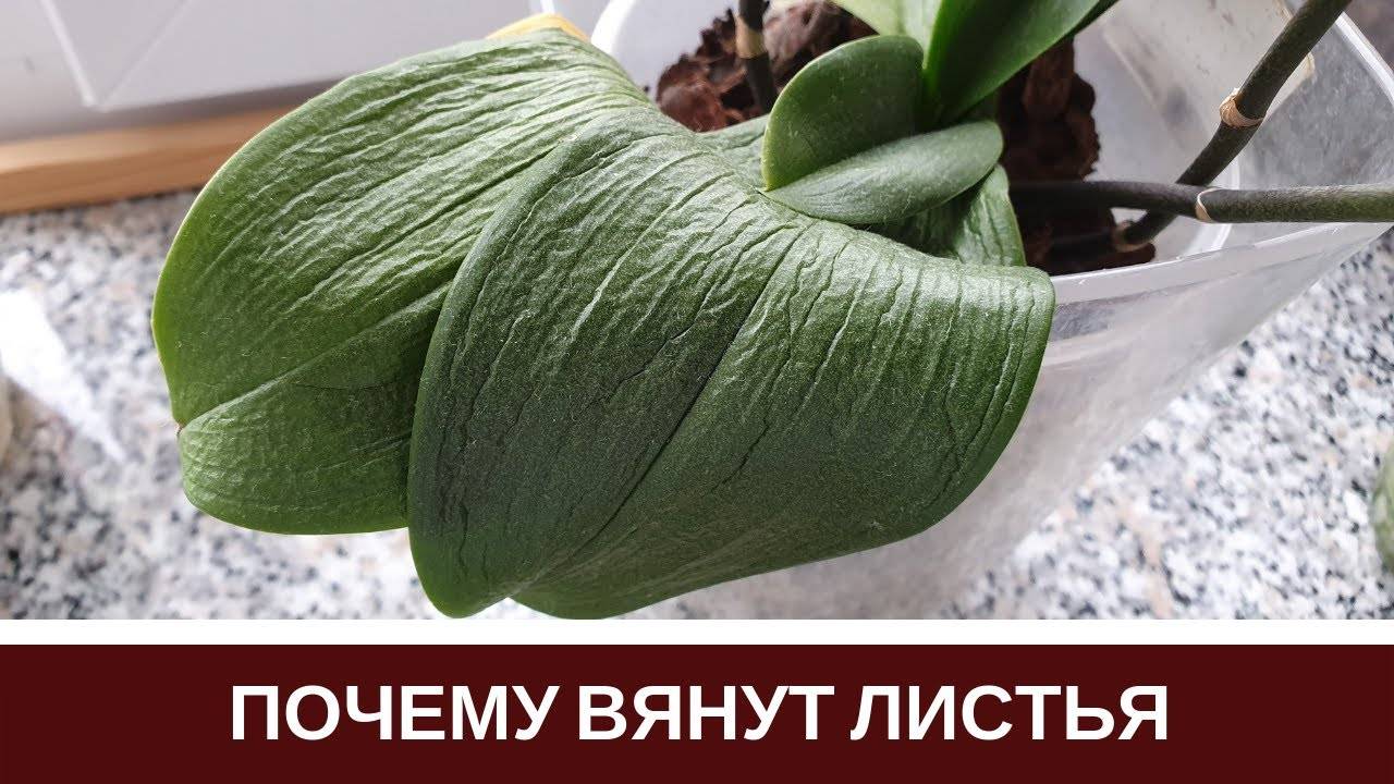 Нижние листья фиалки вялые листья что делать. Смотреть фото Нижние листья фиалки вялые листья что делать. Смотреть картинку Нижние листья фиалки вялые листья что делать. Картинка про Нижние листья фиалки вялые листья что делать. Фото Нижние листья фиалки вялые листья что делать