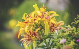 ΠΊΠΎΠ³Π΄Π° ΠΌΠΎΠΆΠ½ΠΎ ΡΠ°ΡΡΠ°Π΄ΠΈΡΡ Ρ
ΠΎΡΡΡ ΠΈ ΠΊΠ°ΠΊ. Π‘ΠΌΠΎΡΡΠ΅ΡΡ ΡΠΎΡΠΎ ΠΊΠΎΠ³Π΄Π° ΠΌΠΎΠΆΠ½ΠΎ ΡΠ°ΡΡΠ°Π΄ΠΈΡΡ Ρ
ΠΎΡΡΡ ΠΈ ΠΊΠ°ΠΊ. Π‘ΠΌΠΎΡΡΠ΅ΡΡ ΠΊΠ°ΡΡΠΈΠ½ΠΊΡ ΠΊΠΎΠ³Π΄Π° ΠΌΠΎΠΆΠ½ΠΎ ΡΠ°ΡΡΠ°Π΄ΠΈΡΡ Ρ
ΠΎΡΡΡ ΠΈ ΠΊΠ°ΠΊ. ΠΠ°ΡΡΠΈΠ½ΠΊΠ° ΠΏΡΠΎ ΠΊΠΎΠ³Π΄Π° ΠΌΠΎΠΆΠ½ΠΎ ΡΠ°ΡΡΠ°Π΄ΠΈΡΡ Ρ
ΠΎΡΡΡ ΠΈ ΠΊΠ°ΠΊ. Π€ΠΎΡΠΎ ΠΊΠΎΠ³Π΄Π° ΠΌΠΎΠΆΠ½ΠΎ ΡΠ°ΡΡΠ°Π΄ΠΈΡΡ Ρ
ΠΎΡΡΡ ΠΈ ΠΊΠ°ΠΊ ΠΊΠΎΠ³Π΄Π° ΠΌΠΎΠΆΠ½ΠΎ ΡΠ°ΡΡΠ°Π΄ΠΈΡΡ Ρ
ΠΎΡΡΡ ΠΈ ΠΊΠ°ΠΊ. Π‘ΠΌΠΎΡΡΠ΅ΡΡ ΡΠΎΡΠΎ ΠΊΠΎΠ³Π΄Π° ΠΌΠΎΠΆΠ½ΠΎ ΡΠ°ΡΡΠ°Π΄ΠΈΡΡ Ρ
ΠΎΡΡΡ ΠΈ ΠΊΠ°ΠΊ. Π‘ΠΌΠΎΡΡΠ΅ΡΡ ΠΊΠ°ΡΡΠΈΠ½ΠΊΡ ΠΊΠΎΠ³Π΄Π° ΠΌΠΎΠΆΠ½ΠΎ ΡΠ°ΡΡΠ°Π΄ΠΈΡΡ Ρ
ΠΎΡΡΡ ΠΈ ΠΊΠ°ΠΊ. ΠΠ°ΡΡΠΈΠ½ΠΊΠ° ΠΏΡΠΎ ΠΊΠΎΠ³Π΄Π° ΠΌΠΎΠΆΠ½ΠΎ ΡΠ°ΡΡΠ°Π΄ΠΈΡΡ Ρ
ΠΎΡΡΡ ΠΈ ΠΊΠ°ΠΊ. Π€ΠΎΡΠΎ ΠΊΠΎΠ³Π΄Π° ΠΌΠΎΠΆΠ½ΠΎ ΡΠ°ΡΡΠ°Π΄ΠΈΡΡ Ρ
ΠΎΡΡΡ ΠΈ ΠΊΠ°ΠΊ