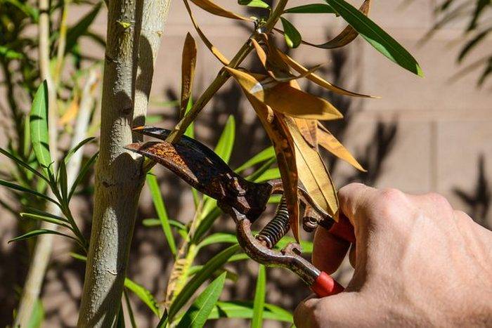 Средиземноморский красавец олеандр: как выращивать в домашних условиях