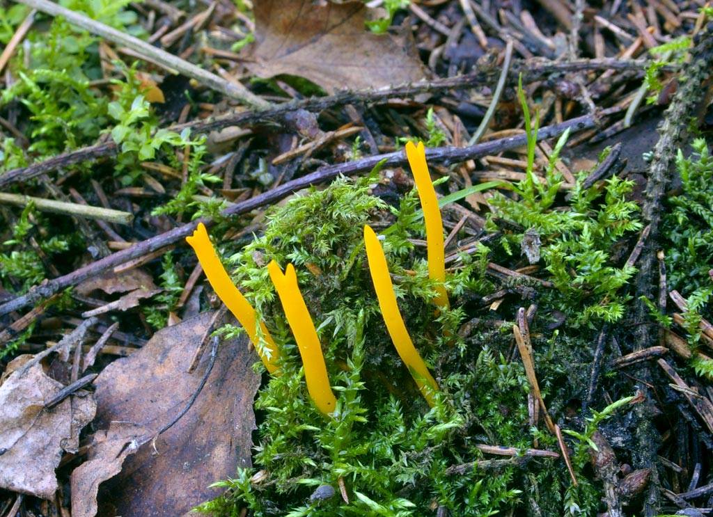 Грибы палочками. Калоцера клейкая Calocera viscosa. Грибы желтые палочки. Грибы в виде палочек. Гриб желтый похож на стручок.