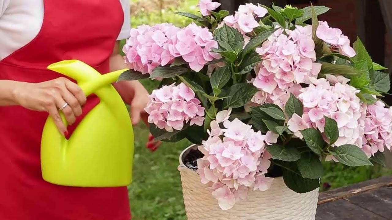 c8bd9d79057b684eb0bcd3a4e27261c6 можно ли комнатную гортензию высаживать в открытый грунт весной