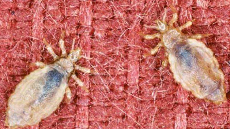 Бельевые вши: уничтожение насекомых от сэс