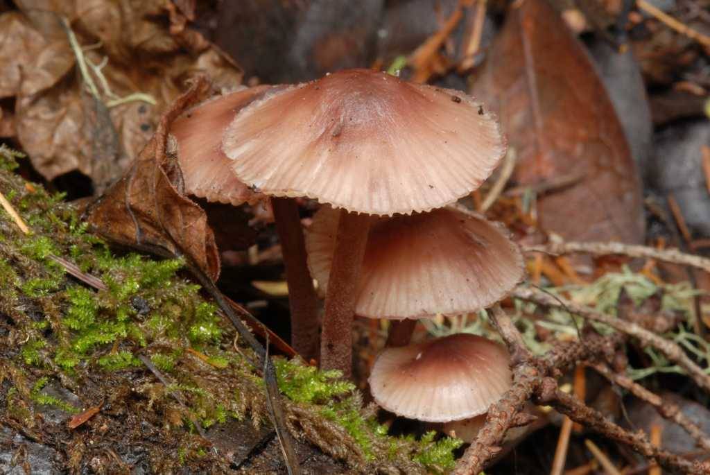 Мицены грибы фото