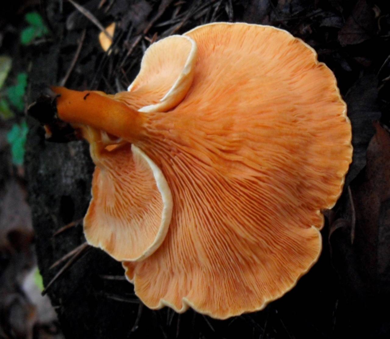 Лисичка ложная Hygrophoropsis aurantiaca