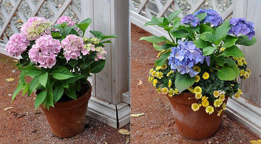 cd902b6afa18afe7c61823736d1c1bd3 можно ли комнатную гортензию высаживать в открытый грунт весной