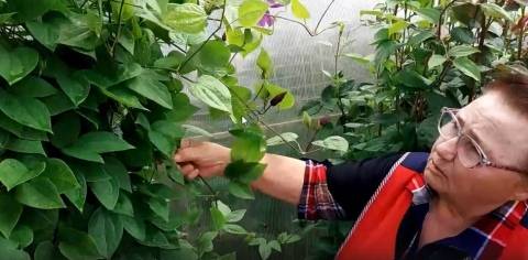 ΠΌΠΎΠΆΠ½ΠΎ Π»ΠΈ ΡΠΊΠΎΡΠ΅Π½ΠΈΡΡ ΠΊΠ»Π΅ΠΌΠ°ΡΠΈΡ Π² Π²ΠΎΠ΄Π΅ Π»Π΅ΡΠΎΠΌ. Π‘ΠΌΠΎΡΡΠ΅ΡΡ ΡΠΎΡΠΎ ΠΌΠΎΠΆΠ½ΠΎ Π»ΠΈ ΡΠΊΠΎΡΠ΅Π½ΠΈΡΡ ΠΊΠ»Π΅ΠΌΠ°ΡΠΈΡ Π² Π²ΠΎΠ΄Π΅ Π»Π΅ΡΠΎΠΌ. Π‘ΠΌΠΎΡΡΠ΅ΡΡ ΠΊΠ°ΡΡΠΈΠ½ΠΊΡ ΠΌΠΎΠΆΠ½ΠΎ Π»ΠΈ ΡΠΊΠΎΡΠ΅Π½ΠΈΡΡ ΠΊΠ»Π΅ΠΌΠ°ΡΠΈΡ Π² Π²ΠΎΠ΄Π΅ Π»Π΅ΡΠΎΠΌ. ΠΠ°ΡΡΠΈΠ½ΠΊΠ° ΠΏΡΠΎ ΠΌΠΎΠΆΠ½ΠΎ Π»ΠΈ ΡΠΊΠΎΡΠ΅Π½ΠΈΡΡ ΠΊΠ»Π΅ΠΌΠ°ΡΠΈΡ Π² Π²ΠΎΠ΄Π΅ Π»Π΅ΡΠΎΠΌ. Π€ΠΎΡΠΎ ΠΌΠΎΠΆΠ½ΠΎ Π»ΠΈ ΡΠΊΠΎΡΠ΅Π½ΠΈΡΡ ΠΊΠ»Π΅ΠΌΠ°ΡΠΈΡ Π² Π²ΠΎΠ΄Π΅ Π»Π΅ΡΠΎΠΌ ΠΌΠΎΠΆΠ½ΠΎ Π»ΠΈ ΡΠΊΠΎΡΠ΅Π½ΠΈΡΡ ΠΊΠ»Π΅ΠΌΠ°ΡΠΈΡ Π² Π²ΠΎΠ΄Π΅ Π»Π΅ΡΠΎΠΌ. Π‘ΠΌΠΎΡΡΠ΅ΡΡ ΡΠΎΡΠΎ ΠΌΠΎΠΆΠ½ΠΎ Π»ΠΈ ΡΠΊΠΎΡΠ΅Π½ΠΈΡΡ ΠΊΠ»Π΅ΠΌΠ°ΡΠΈΡ Π² Π²ΠΎΠ΄Π΅ Π»Π΅ΡΠΎΠΌ. Π‘ΠΌΠΎΡΡΠ΅ΡΡ ΠΊΠ°ΡΡΠΈΠ½ΠΊΡ ΠΌΠΎΠΆΠ½ΠΎ Π»ΠΈ ΡΠΊΠΎΡΠ΅Π½ΠΈΡΡ ΠΊΠ»Π΅ΠΌΠ°ΡΠΈΡ Π² Π²ΠΎΠ΄Π΅ Π»Π΅ΡΠΎΠΌ. ΠΠ°ΡΡΠΈΠ½ΠΊΠ° ΠΏΡΠΎ ΠΌΠΎΠΆΠ½ΠΎ Π»ΠΈ ΡΠΊΠΎΡΠ΅Π½ΠΈΡΡ ΠΊΠ»Π΅ΠΌΠ°ΡΠΈΡ Π² Π²ΠΎΠ΄Π΅ Π»Π΅ΡΠΎΠΌ. Π€ΠΎΡΠΎ ΠΌΠΎΠΆΠ½ΠΎ Π»ΠΈ ΡΠΊΠΎΡΠ΅Π½ΠΈΡΡ ΠΊΠ»Π΅ΠΌΠ°ΡΠΈΡ Π² Π²ΠΎΠ΄Π΅ Π»Π΅ΡΠΎΠΌ