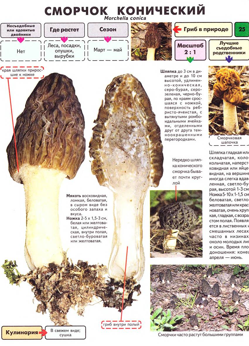 Как правильно приготовить сморчки грибы