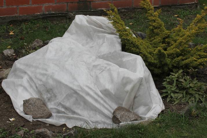 cf50cc28d6d141823cdebfd5b0b14d70 когда лучше пересаживать клематис осенью или весной