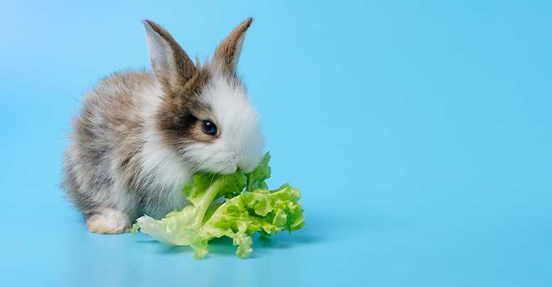 Общие рекомендации по кормлению кроликов 