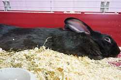 Характеристики черно-бурого кролика