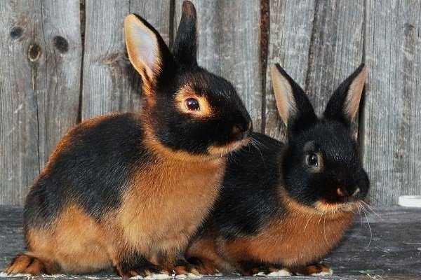 Черно-бурый кролик: внешний вид и особенности породы, фото, выращивание и уход