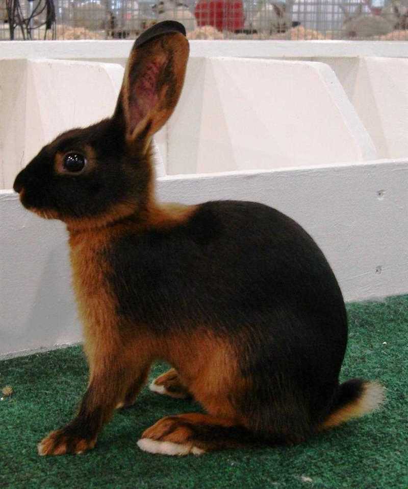 Недостатки черно-огненного кролика: особенности здоровья и поведения