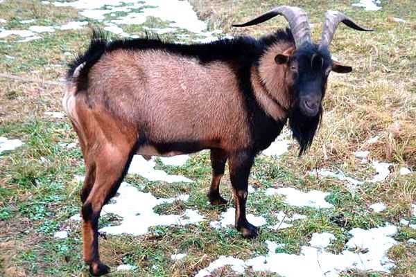 Чешские козы: описание и характеристики породы, содержание и уход, отзывы