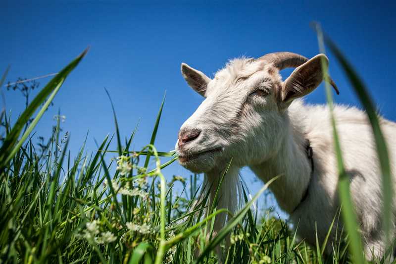 Что едят козы? Какой корм и в каком количестве давать козам?