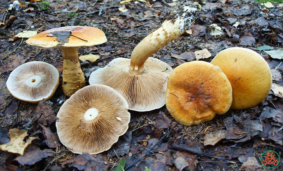 Где Растут Грибы Паутинники Съедобные Фото
