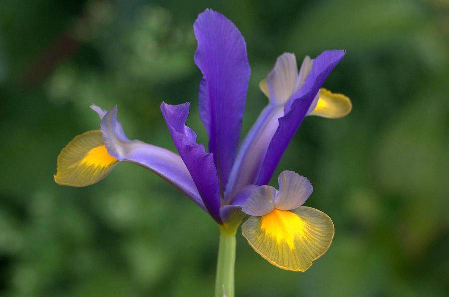 Iris what a mixture. Смотреть фото Iris what a mixture. Смотреть картинку Iris what a mixture. Картинка про Iris what a mixture. Фото Iris what a mixture