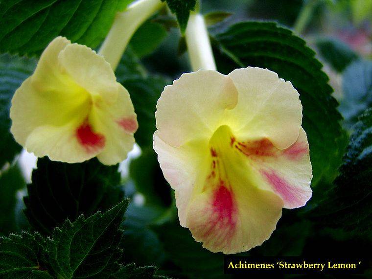 Ахименес yellow english rose фото