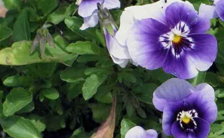 Виола крупноцветковая: особенности выращивания и описание сортов
