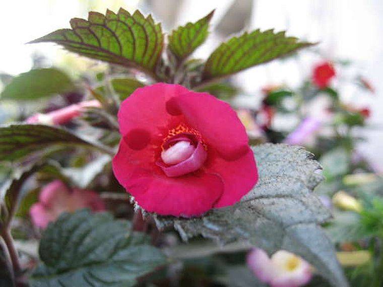 Фото ахименес peach blossom