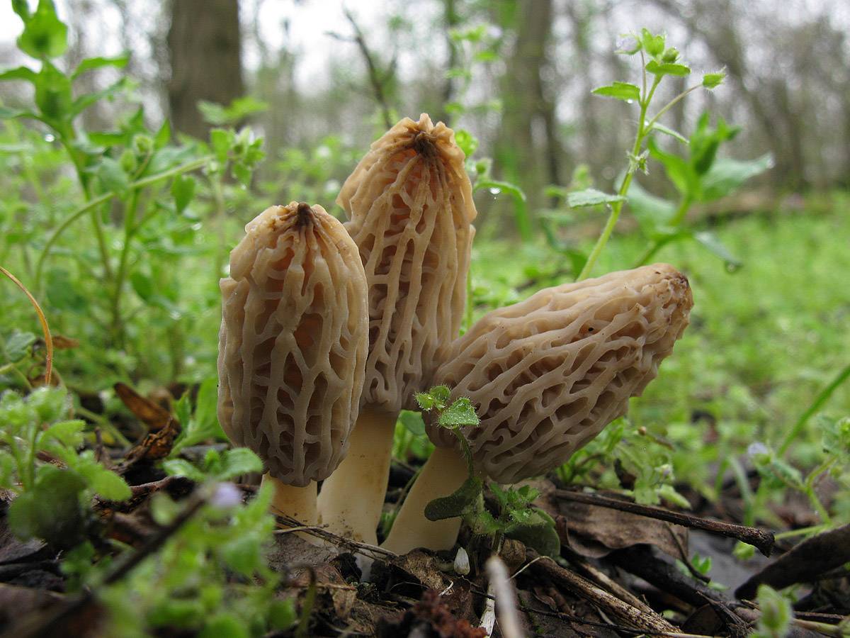 Coprinopsis lagopus