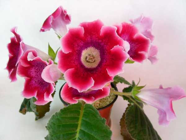 Цветок глоксиния: выращивание и уход за в домашних условиях, пересадка и размножение