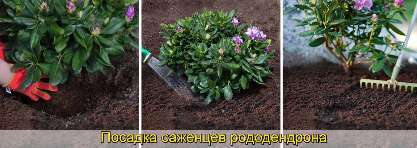 чем подкормить азалию садовую летом. Смотреть фото чем подкормить азалию садовую летом. Смотреть картинку чем подкормить азалию садовую летом. Картинка про чем подкормить азалию садовую летом. Фото чем подкормить азалию садовую летом