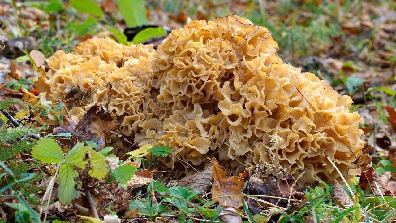 Описание гриба спарассис курчавый, места его распространения