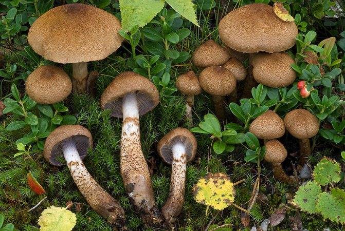 Рецепты из ежевика коралловидного. d439a7b545a490af89c05f0798d09bbf. Рецепты из ежевика коралловидного фото. Рецепты из ежевика коралловидного-d439a7b545a490af89c05f0798d09bbf. картинка Рецепты из ежевика коралловидного. картинка d439a7b545a490af89c05f0798d09bbf. Род Hericium был впервые описан Х. Перуном в 1794 году, а после упоминался в знаменитом труде «Systema Mycologicum» (1822). Плодовые тела ежовика обычно имеют короткие «стебли», которыми прикрепляются к боковым сторонам дерева-хозяина. Его зубчатые ветви достигают от 10 до 40 см в длину и от 5 до 20 см в ширину. Они мягкие и хрупкие, могут быть покрыты небольшим налетом или волосками. Зрелые экземпляры трудно отличить от похожих видов, так как у многих взрослых особей длинные стебли свисают вниз. Некоторые из них могут быть заполнены маслянистой жидкостью.