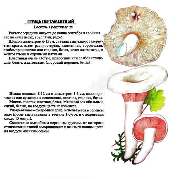 Какой тип питания характерен для груздя настоящего изображенного на рисунке