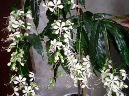 Дивной красоты цветок — клеродендрум филиппинский: фото и советы по уходу
