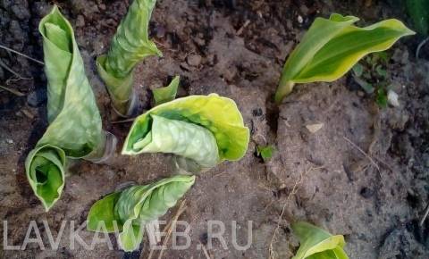 ΠΊΠΎΠ³Π΄Π° ΠΌΠΎΠΆΠ½ΠΎ ΡΠ°ΡΡΠ°Π΄ΠΈΡΡ Ρ
ΠΎΡΡΡ ΠΈ ΠΊΠ°ΠΊ. Π‘ΠΌΠΎΡΡΠ΅ΡΡ ΡΠΎΡΠΎ ΠΊΠΎΠ³Π΄Π° ΠΌΠΎΠΆΠ½ΠΎ ΡΠ°ΡΡΠ°Π΄ΠΈΡΡ Ρ
ΠΎΡΡΡ ΠΈ ΠΊΠ°ΠΊ. Π‘ΠΌΠΎΡΡΠ΅ΡΡ ΠΊΠ°ΡΡΠΈΠ½ΠΊΡ ΠΊΠΎΠ³Π΄Π° ΠΌΠΎΠΆΠ½ΠΎ ΡΠ°ΡΡΠ°Π΄ΠΈΡΡ Ρ
ΠΎΡΡΡ ΠΈ ΠΊΠ°ΠΊ. ΠΠ°ΡΡΠΈΠ½ΠΊΠ° ΠΏΡΠΎ ΠΊΠΎΠ³Π΄Π° ΠΌΠΎΠΆΠ½ΠΎ ΡΠ°ΡΡΠ°Π΄ΠΈΡΡ Ρ
ΠΎΡΡΡ ΠΈ ΠΊΠ°ΠΊ. Π€ΠΎΡΠΎ ΠΊΠΎΠ³Π΄Π° ΠΌΠΎΠΆΠ½ΠΎ ΡΠ°ΡΡΠ°Π΄ΠΈΡΡ Ρ
ΠΎΡΡΡ ΠΈ ΠΊΠ°ΠΊ ΠΊΠΎΠ³Π΄Π° ΠΌΠΎΠΆΠ½ΠΎ ΡΠ°ΡΡΠ°Π΄ΠΈΡΡ Ρ
ΠΎΡΡΡ ΠΈ ΠΊΠ°ΠΊ. Π‘ΠΌΠΎΡΡΠ΅ΡΡ ΡΠΎΡΠΎ ΠΊΠΎΠ³Π΄Π° ΠΌΠΎΠΆΠ½ΠΎ ΡΠ°ΡΡΠ°Π΄ΠΈΡΡ Ρ
ΠΎΡΡΡ ΠΈ ΠΊΠ°ΠΊ. Π‘ΠΌΠΎΡΡΠ΅ΡΡ ΠΊΠ°ΡΡΠΈΠ½ΠΊΡ ΠΊΠΎΠ³Π΄Π° ΠΌΠΎΠΆΠ½ΠΎ ΡΠ°ΡΡΠ°Π΄ΠΈΡΡ Ρ
ΠΎΡΡΡ ΠΈ ΠΊΠ°ΠΊ. ΠΠ°ΡΡΠΈΠ½ΠΊΠ° ΠΏΡΠΎ ΠΊΠΎΠ³Π΄Π° ΠΌΠΎΠΆΠ½ΠΎ ΡΠ°ΡΡΠ°Π΄ΠΈΡΡ Ρ
ΠΎΡΡΡ ΠΈ ΠΊΠ°ΠΊ. Π€ΠΎΡΠΎ ΠΊΠΎΠ³Π΄Π° ΠΌΠΎΠΆΠ½ΠΎ ΡΠ°ΡΡΠ°Π΄ΠΈΡΡ Ρ
ΠΎΡΡΡ ΠΈ ΠΊΠ°ΠΊ