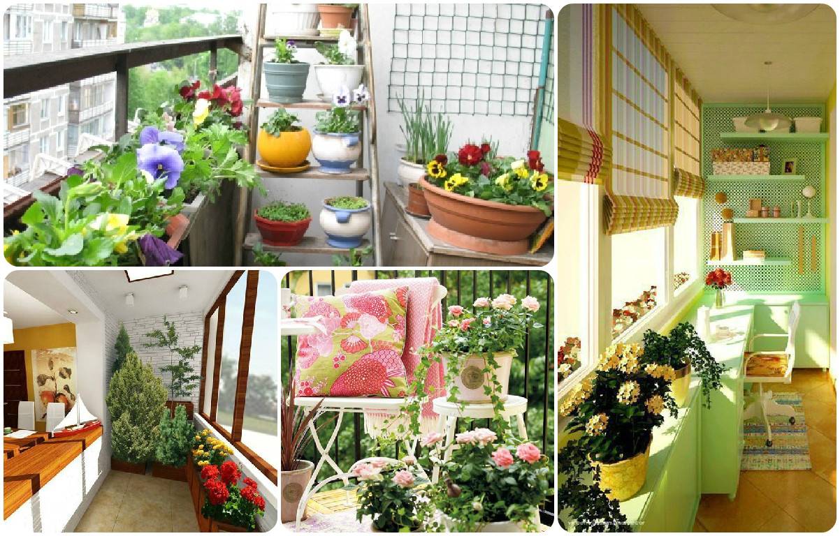Как украсить лоджию цветами и растениями фото