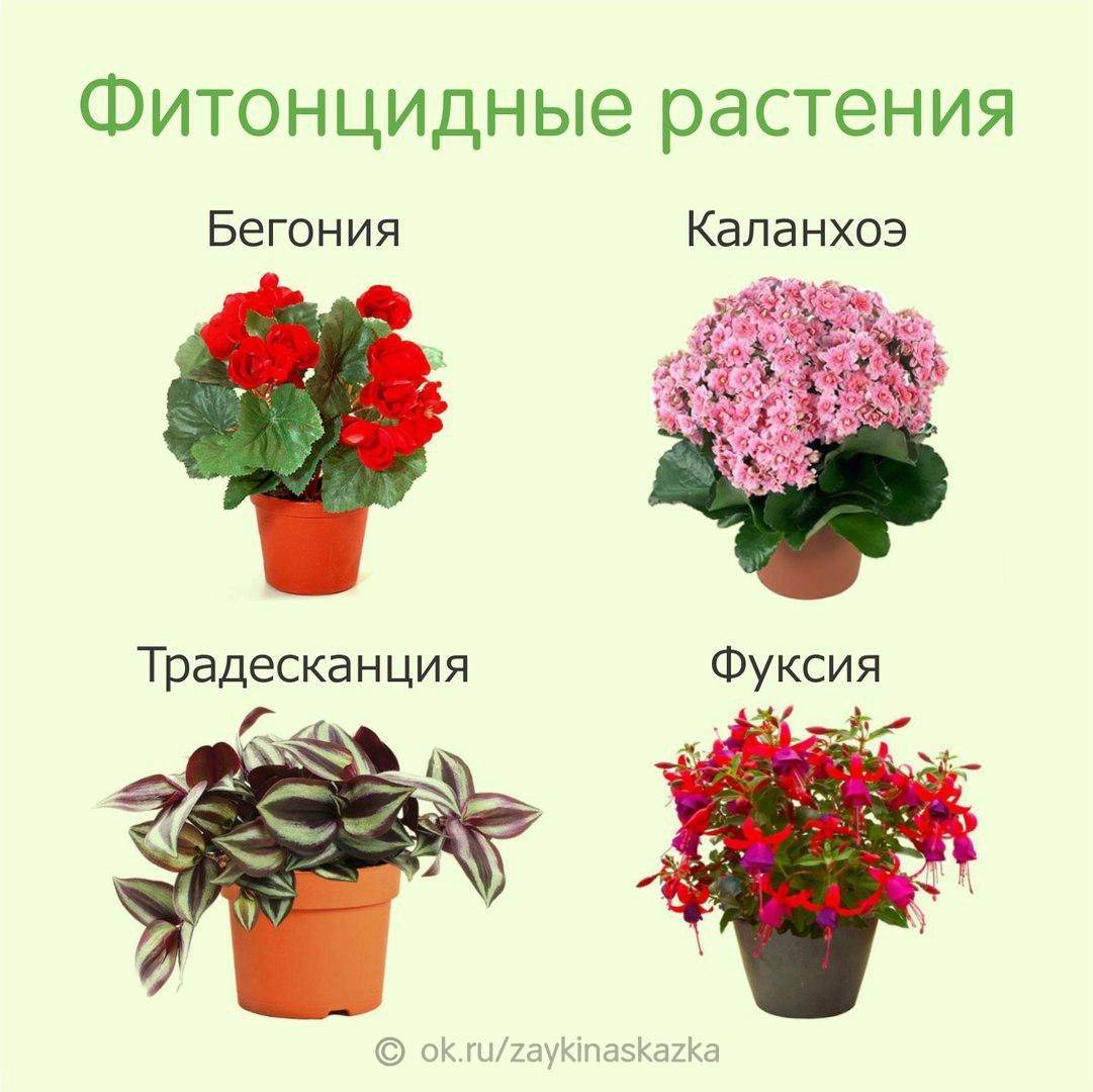 Домашние цветы список и фото