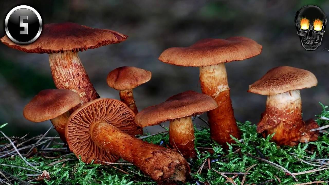 10 Самых ядовитых грибов