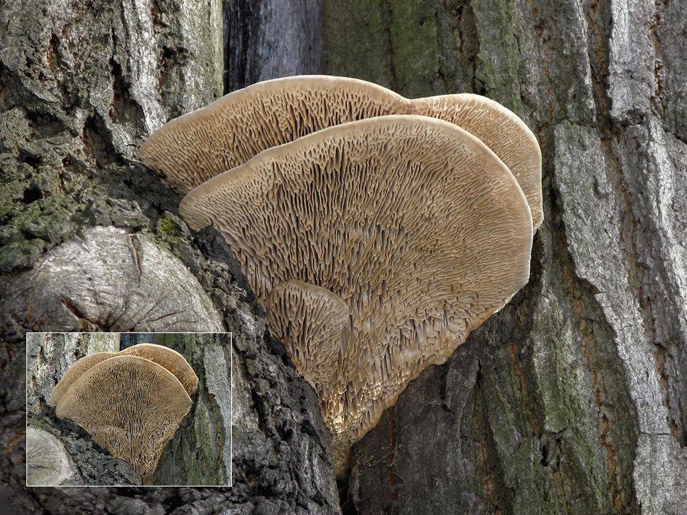 ложный дубовый трутовик. гриб дубовый трутовик. стереум трутовик. гриб дуб. ложный трутовик на дубе.