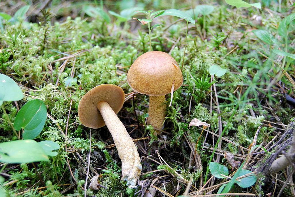 Масленок сибирский – съедобный гриб из сибири