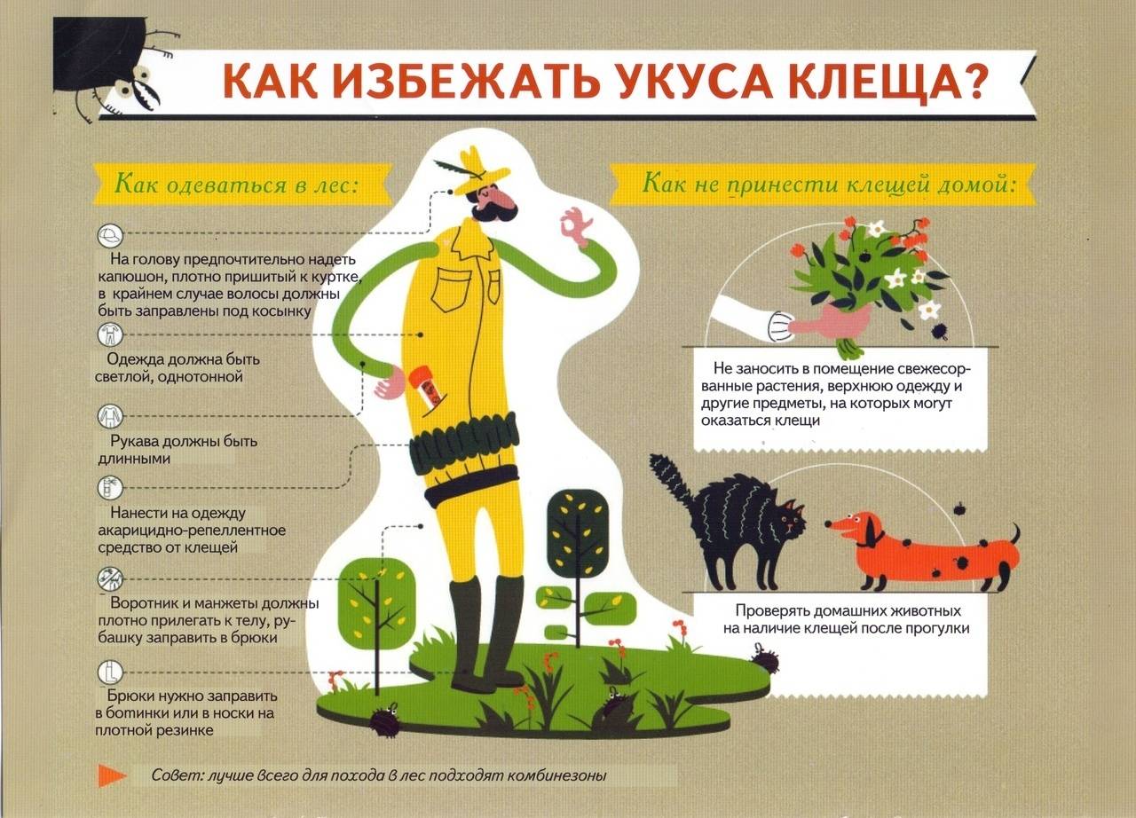 Как обезопасить себя от укусов клещей на прогулках в парках москвы