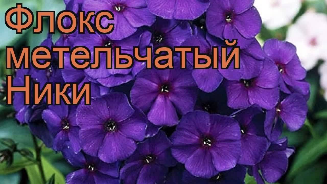 Флокс мисс келли фото и описание