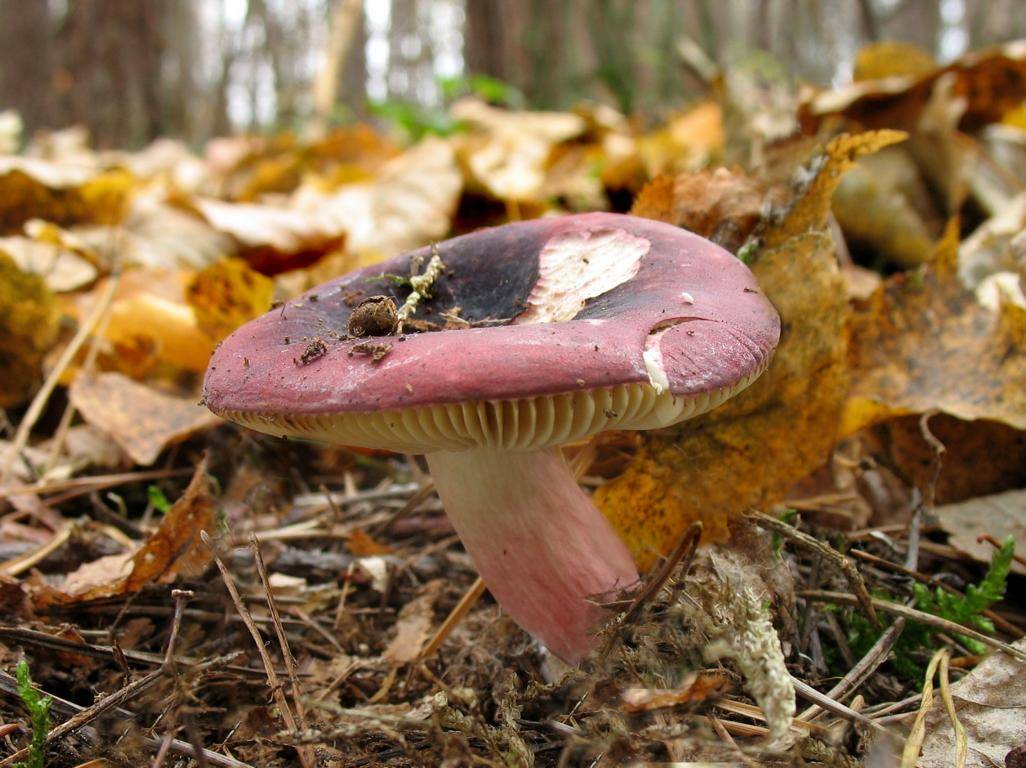 Сыроежки фото. Сыроежка xerampelina. Сыроежка гриб. Russula xerampelina. Сыроежка разнолистная.