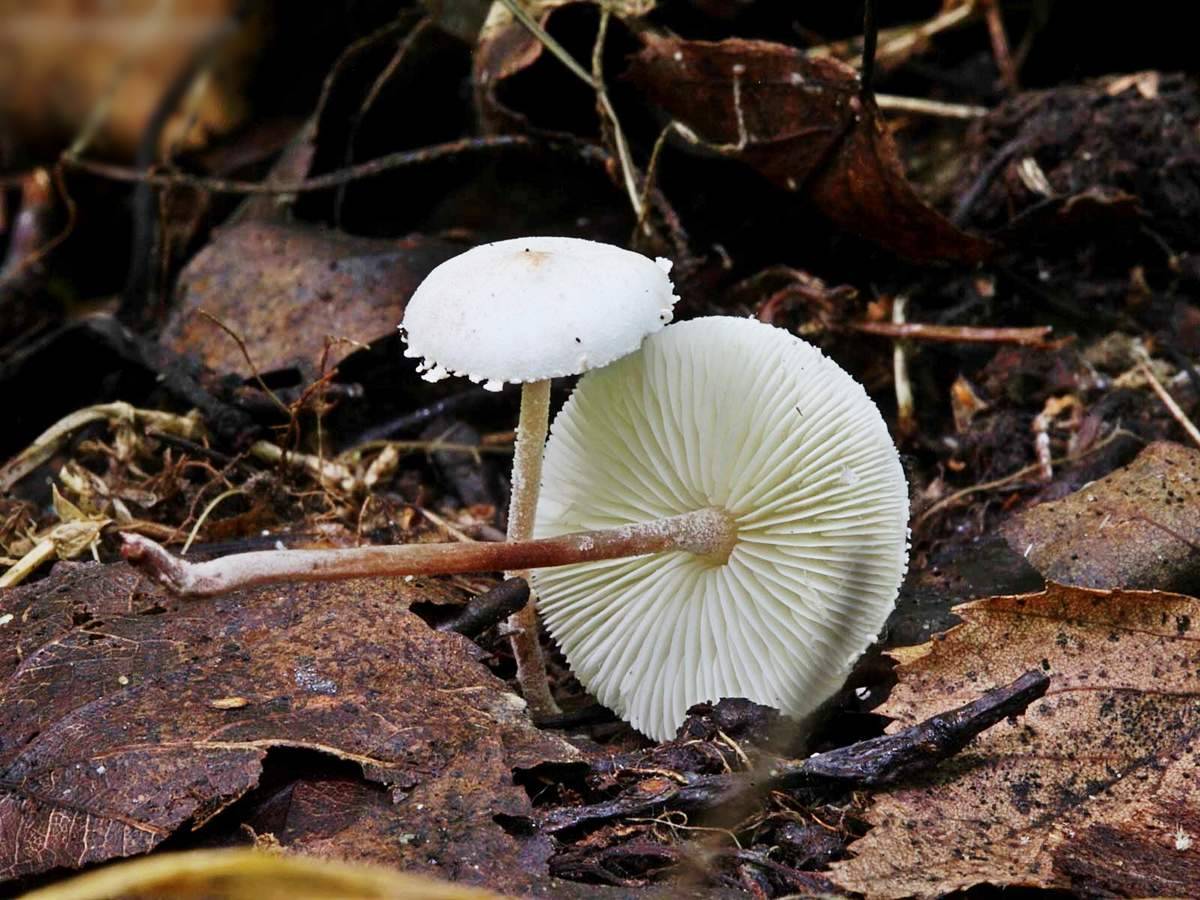 Степной белый пластинчатый гриб