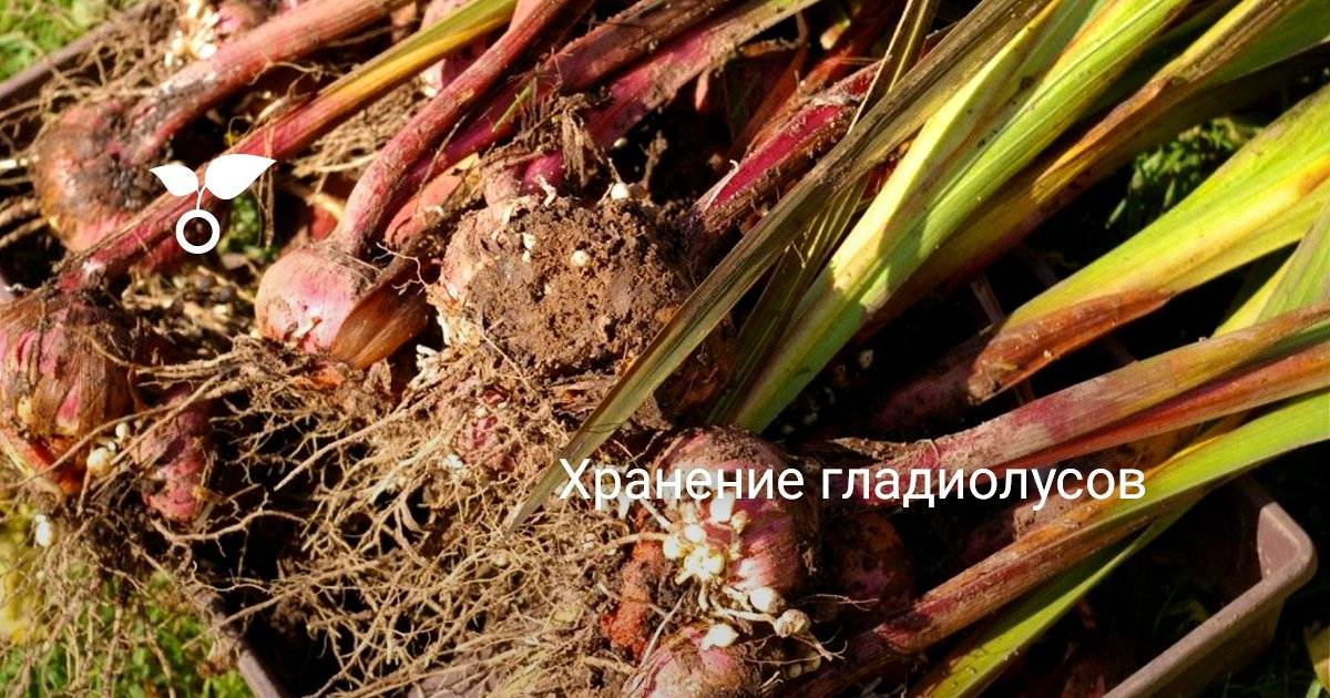 После цветения гладиолусов образовались шишки что это