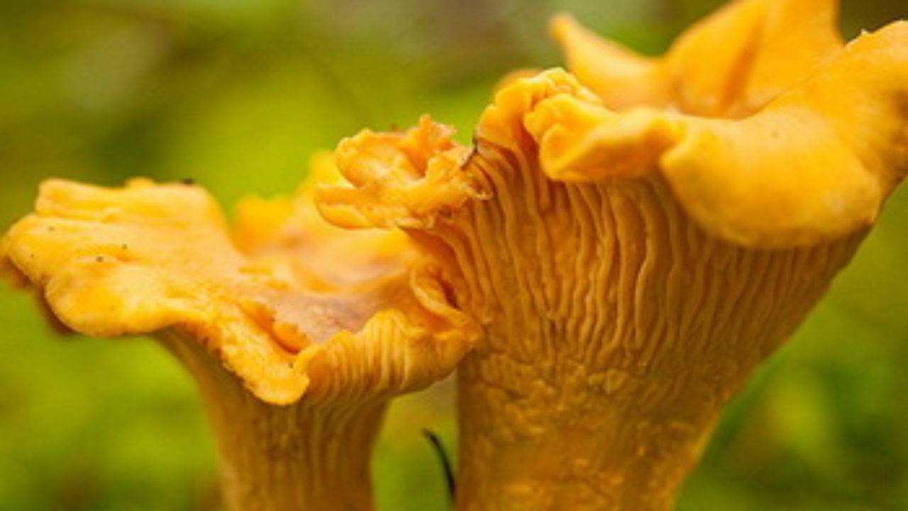 Lisichka Zhelteyushaya Craterellus Lutescens Foto I Opisanie