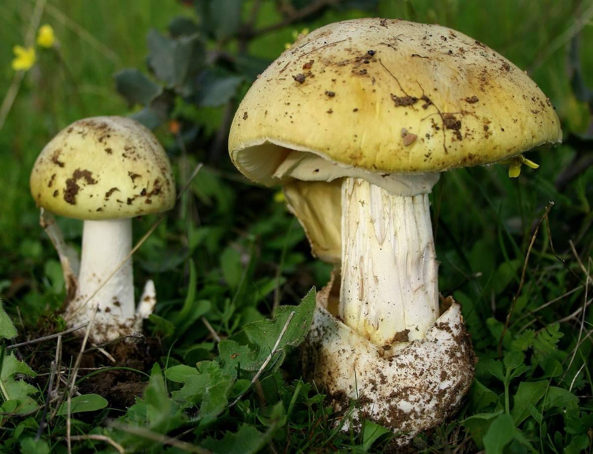 Ложная поганка. Бледная поганка (Amanita phalloides). Бледная погоганка гриб. Бледнвяпоганка. Amanita phalloides гриб.