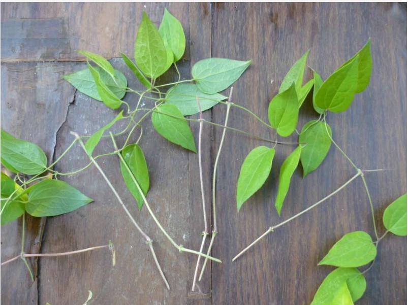 ΠΌΠΎΠΆΠ½ΠΎ Π»ΠΈ ΡΠΊΠΎΡΠ΅Π½ΠΈΡΡ ΠΊΠ»Π΅ΠΌΠ°ΡΠΈΡ Π² Π²ΠΎΠ΄Π΅ Π»Π΅ΡΠΎΠΌ. Π‘ΠΌΠΎΡΡΠ΅ΡΡ ΡΠΎΡΠΎ ΠΌΠΎΠΆΠ½ΠΎ Π»ΠΈ ΡΠΊΠΎΡΠ΅Π½ΠΈΡΡ ΠΊΠ»Π΅ΠΌΠ°ΡΠΈΡ Π² Π²ΠΎΠ΄Π΅ Π»Π΅ΡΠΎΠΌ. Π‘ΠΌΠΎΡΡΠ΅ΡΡ ΠΊΠ°ΡΡΠΈΠ½ΠΊΡ ΠΌΠΎΠΆΠ½ΠΎ Π»ΠΈ ΡΠΊΠΎΡΠ΅Π½ΠΈΡΡ ΠΊΠ»Π΅ΠΌΠ°ΡΠΈΡ Π² Π²ΠΎΠ΄Π΅ Π»Π΅ΡΠΎΠΌ. ΠΠ°ΡΡΠΈΠ½ΠΊΠ° ΠΏΡΠΎ ΠΌΠΎΠΆΠ½ΠΎ Π»ΠΈ ΡΠΊΠΎΡΠ΅Π½ΠΈΡΡ ΠΊΠ»Π΅ΠΌΠ°ΡΠΈΡ Π² Π²ΠΎΠ΄Π΅ Π»Π΅ΡΠΎΠΌ. Π€ΠΎΡΠΎ ΠΌΠΎΠΆΠ½ΠΎ Π»ΠΈ ΡΠΊΠΎΡΠ΅Π½ΠΈΡΡ ΠΊΠ»Π΅ΠΌΠ°ΡΠΈΡ Π² Π²ΠΎΠ΄Π΅ Π»Π΅ΡΠΎΠΌ ΠΌΠΎΠΆΠ½ΠΎ Π»ΠΈ ΡΠΊΠΎΡΠ΅Π½ΠΈΡΡ ΠΊΠ»Π΅ΠΌΠ°ΡΠΈΡ Π² Π²ΠΎΠ΄Π΅ Π»Π΅ΡΠΎΠΌ. Π‘ΠΌΠΎΡΡΠ΅ΡΡ ΡΠΎΡΠΎ ΠΌΠΎΠΆΠ½ΠΎ Π»ΠΈ ΡΠΊΠΎΡΠ΅Π½ΠΈΡΡ ΠΊΠ»Π΅ΠΌΠ°ΡΠΈΡ Π² Π²ΠΎΠ΄Π΅ Π»Π΅ΡΠΎΠΌ. Π‘ΠΌΠΎΡΡΠ΅ΡΡ ΠΊΠ°ΡΡΠΈΠ½ΠΊΡ ΠΌΠΎΠΆΠ½ΠΎ Π»ΠΈ ΡΠΊΠΎΡΠ΅Π½ΠΈΡΡ ΠΊΠ»Π΅ΠΌΠ°ΡΠΈΡ Π² Π²ΠΎΠ΄Π΅ Π»Π΅ΡΠΎΠΌ. ΠΠ°ΡΡΠΈΠ½ΠΊΠ° ΠΏΡΠΎ ΠΌΠΎΠΆΠ½ΠΎ Π»ΠΈ ΡΠΊΠΎΡΠ΅Π½ΠΈΡΡ ΠΊΠ»Π΅ΠΌΠ°ΡΠΈΡ Π² Π²ΠΎΠ΄Π΅ Π»Π΅ΡΠΎΠΌ. Π€ΠΎΡΠΎ ΠΌΠΎΠΆΠ½ΠΎ Π»ΠΈ ΡΠΊΠΎΡΠ΅Π½ΠΈΡΡ ΠΊΠ»Π΅ΠΌΠ°ΡΠΈΡ Π² Π²ΠΎΠ΄Π΅ Π»Π΅ΡΠΎΠΌ