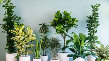 Грядка юного ботаника – 7 растений, которые можно вырастить вместе с детьми