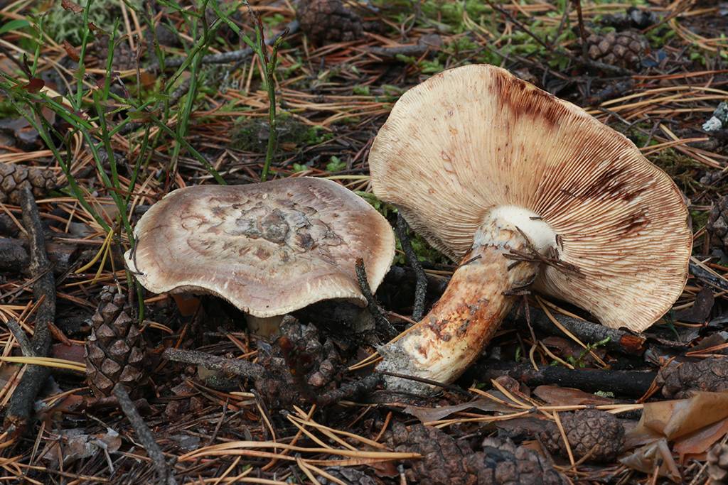 Описание и места распространения грибов мацутакэ