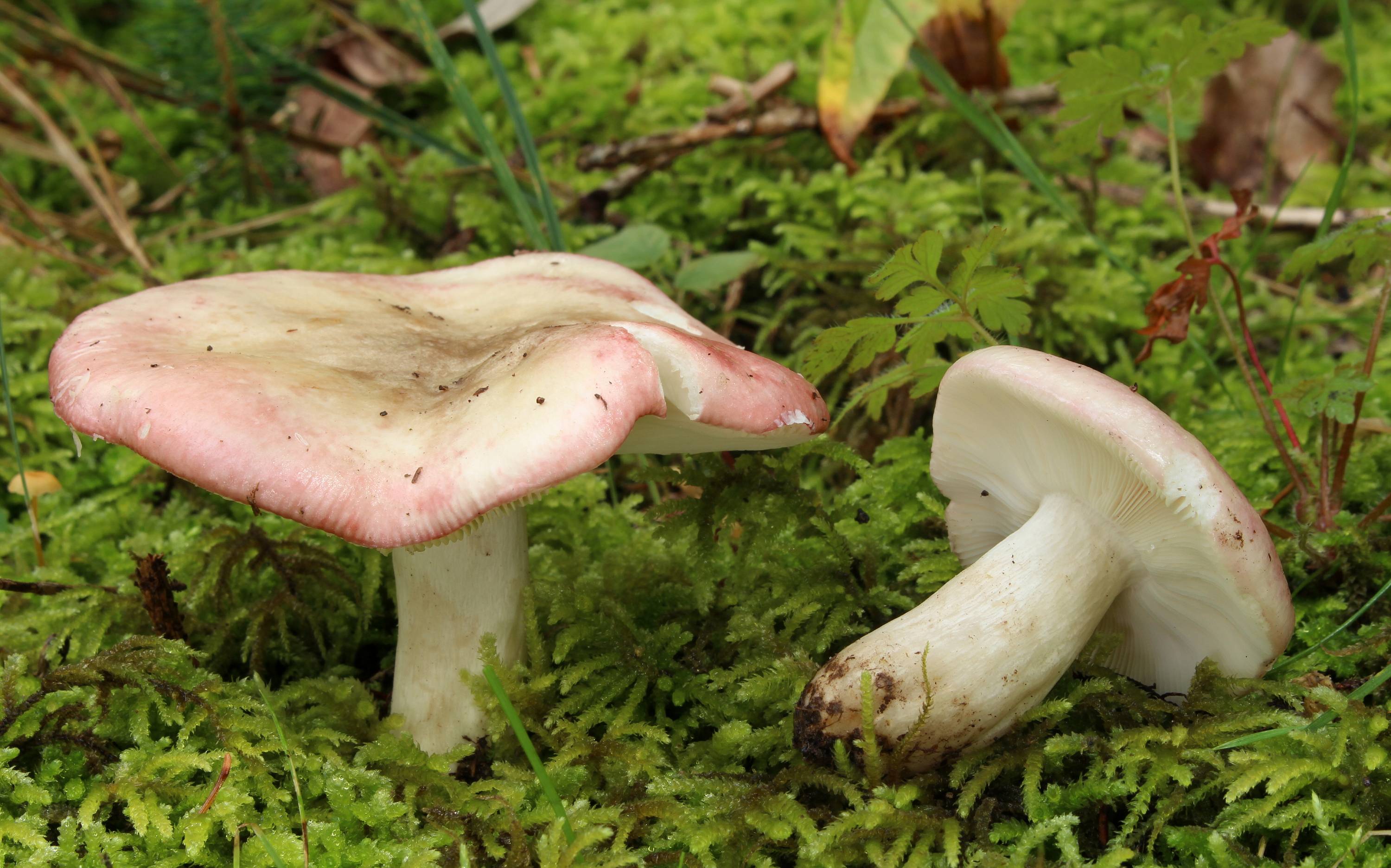 Сыроежка выцветающая (Russula exalbicans)