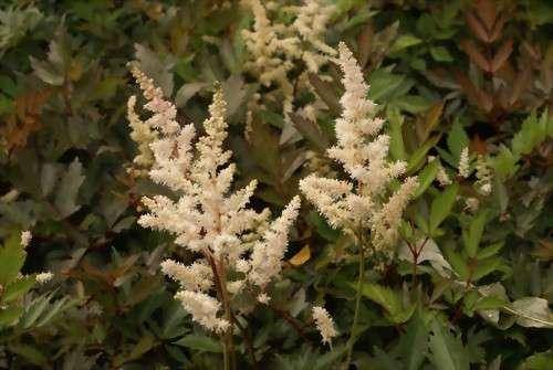 астильба коричневые листья что делать. Смотреть фото астильба коричневые листья что делать. Смотреть картинку астильба коричневые листья что делать. Картинка про астильба коричневые листья что делать. Фото астильба коричневые листья что делать астильба коричневые листья что делать. Смотреть фото астильба коричневые листья что делать. Смотреть картинку астильба коричневые листья что делать. Картинка про астильба коричневые листья что делать. Фото астильба коричневые листья что делать