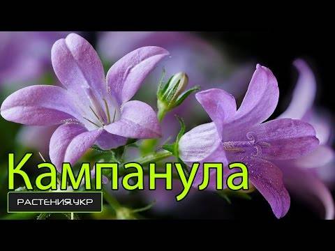 если засохла кампанула что делать. Смотреть фото если засохла кампанула что делать. Смотреть картинку если засохла кампанула что делать. Картинка про если засохла кампанула что делать. Фото если засохла кампанула что делать