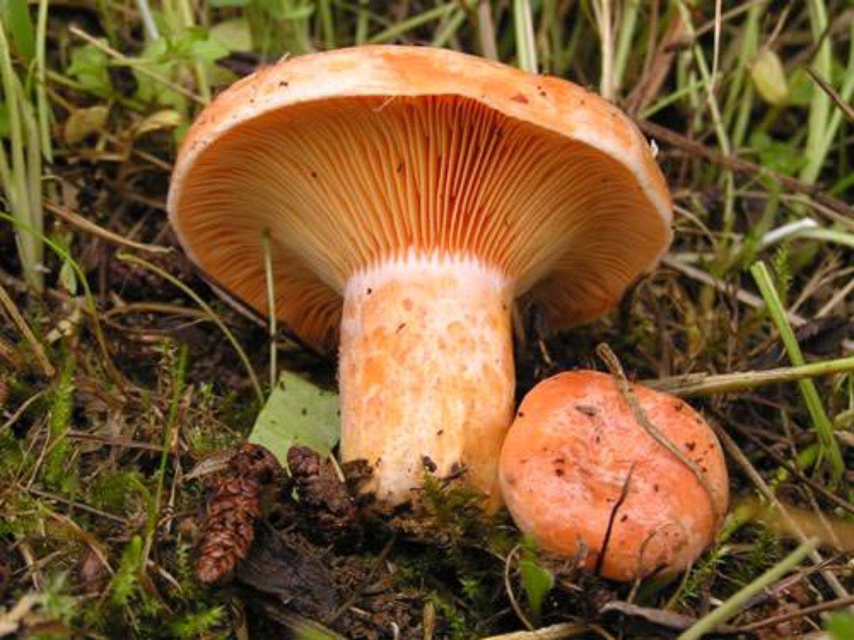 Цвет рыжиков. Рыжик Сосновый/Боровой (Lactarius deliciosus);. Рыжики грибы Царский гриб. Млечник Рыжик гриб. Королевский Рыжик гриб.